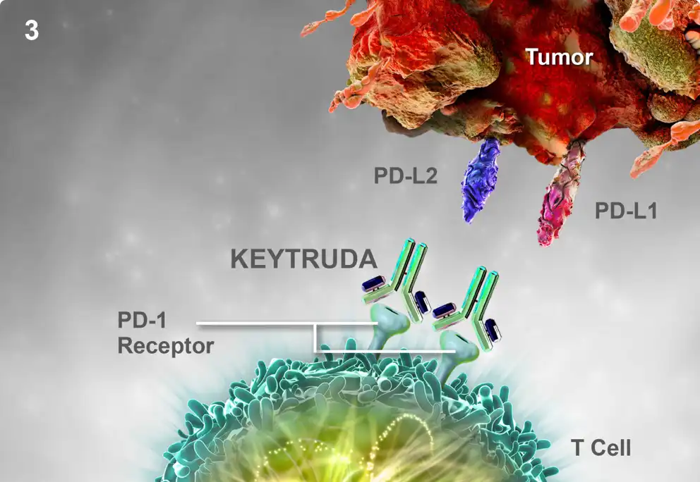 Biểu đồ khoa học 3D minh họa cách thuốc Keytruda (pembrolizumab) gắn vào thụ thể PD-1 trên tế bào T, ngăn chặn sự liên kết với các ligand PD-L1 và PD-L2 của tế bào ung thư để khôi phục khả năng tiêu diệt khối u.