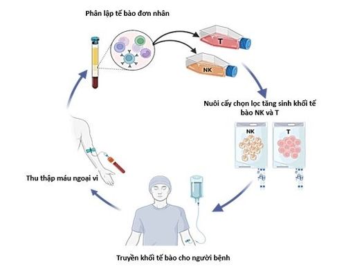 Sơ đồ quy trình thực hiện liệu pháp tăng cường miễn dịch tự thân AIET tế bào NK và T
